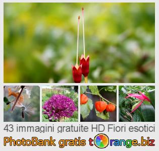 Banca Immagine di tOrange offre foto gratis nella sezione:  fiori-esotici