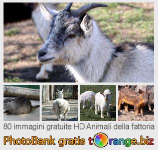 Banca Immagine di tOrange offre foto gratis nella sezione:  animali-della-fattoria