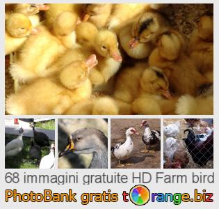 Banca Immagine di tOrange offre foto gratis nella sezione:  farm-bird