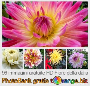 Banca Immagine di tOrange offre foto gratis nella sezione:  fiore-della-dalia