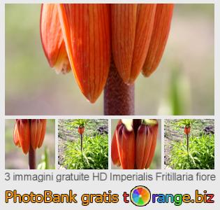 Banca Immagine di tOrange offre foto gratis nella sezione:  imperialis-fritillaria-fiore