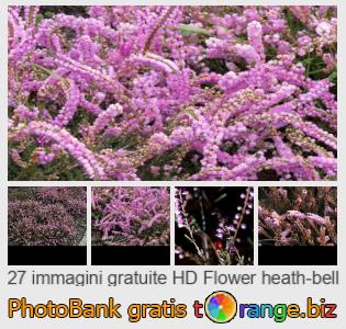 Banca Immagine di tOrange offre foto gratis nella sezione:  fiore-calluna-vulgaris