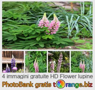 Banca Immagine di tOrange offre foto gratis nella sezione:  lupino-fiore