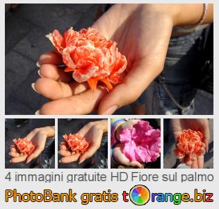 Banca Immagine di tOrange offre foto gratis nella sezione:  fiore-sul-palmo