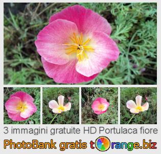 Banca Immagine di tOrange offre foto gratis nella sezione:  portulaca-fiore