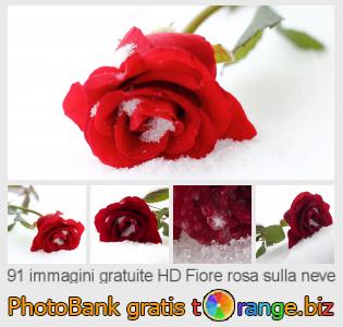 Banca Immagine di tOrange offre foto gratis nella sezione:  fiore-rosa-sulla-neve