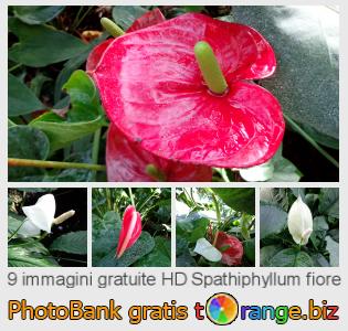 Banca Immagine di tOrange offre foto gratis nella sezione:  spathiphyllum-fiore