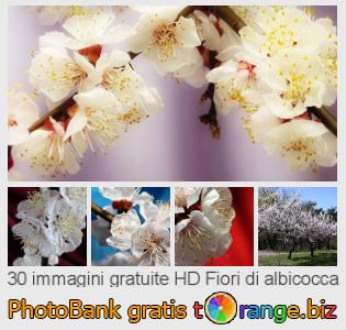 Banca Immagine di tOrange offre foto gratis nella sezione:  fiori-di-albicocca