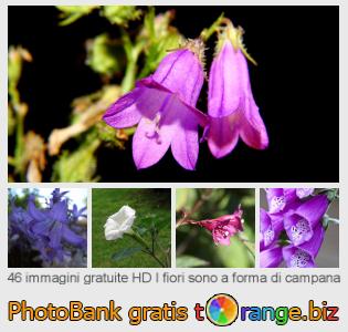 Banca Immagine di tOrange offre foto gratis nella sezione:  i-fiori-sono-forma-di-campana