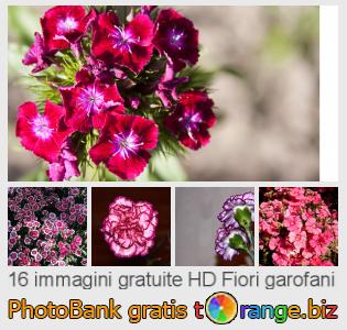 Banca Immagine di tOrange offre foto gratis nella sezione:  fiori-garofani