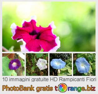 Banca Immagine di tOrange offre foto gratis nella sezione:  rampicanti-fiori