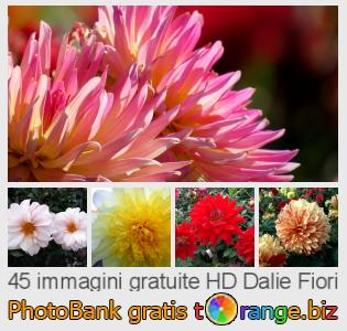 Banca Immagine di tOrange offre foto gratis nella sezione:  dalie-fiori
