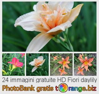 Banca Immagine di tOrange offre foto gratis nella sezione:  fiori-daylily