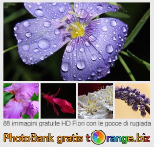 Banca Immagine di tOrange offre foto gratis nella sezione:  fiori-con-le-gocce-di-rugiada