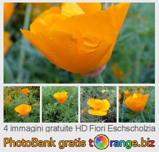 Banca Immagine di tOrange offre foto gratis nella sezione:  fiori-eschscholzia