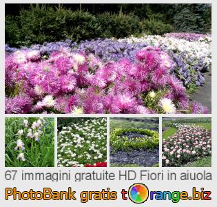 Banca Immagine di tOrange offre foto gratis nella sezione:  fiori-aiuola