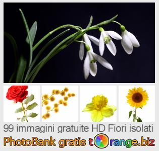 Banca Immagine di tOrange offre foto gratis nella sezione:  fiori-isolati