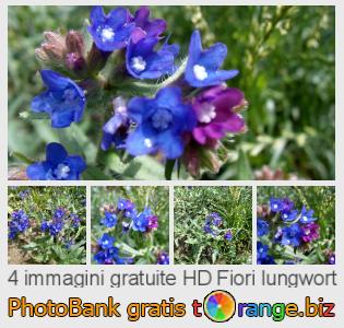 Banca Immagine di tOrange offre foto gratis nella sezione:  fiori-lungwort