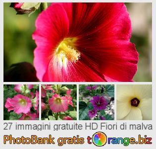 Banca Immagine di tOrange offre foto gratis nella sezione:  fiori-di-malva