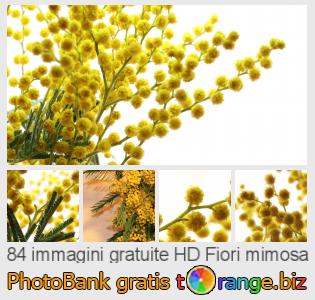 Banca Immagine di tOrange offre foto gratis nella sezione:  fiori-mimosa