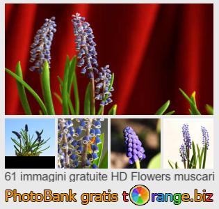 Banca Immagine di tOrange offre foto gratis nella sezione:  fiori-muscari
