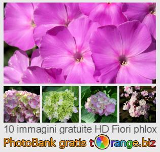 Banca Immagine di tOrange offre foto gratis nella sezione:  fiori-phlox