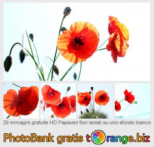 Banca Immagine di tOrange offre foto gratis nella sezione:  papaveri-fiori-isolati-su-uno-sfondo-bianco