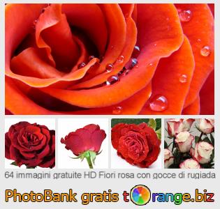 Banca Immagine di tOrange offre foto gratis nella sezione:  fiori-rosa-con-gocce-di-rugiada