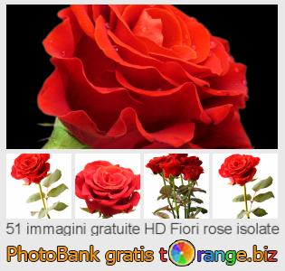 Banca Immagine di tOrange offre foto gratis nella sezione:  fiori-rose-isolate