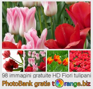 Banca Immagine di tOrange offre foto gratis nella sezione:  fiori-tulipani