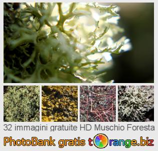 Banca Immagine di tOrange offre foto gratis nella sezione:  muschio-foresta