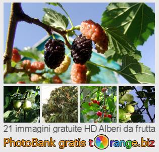 Banca Immagine di tOrange offre foto gratis nella sezione:  alberi-da-frutta