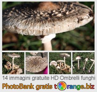 Banca Immagine di tOrange offre foto gratis nella sezione:  ombrelli-funghi
