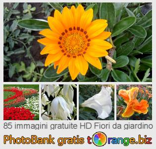 Banca Immagine di tOrange offre foto gratis nella sezione:  fiori-da-giardino