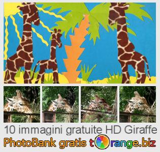 Banca Immagine di tOrange offre foto gratis nella sezione:  giraffe