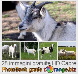 Banca Immagine di tOrange offre foto gratis nella sezione:  capre