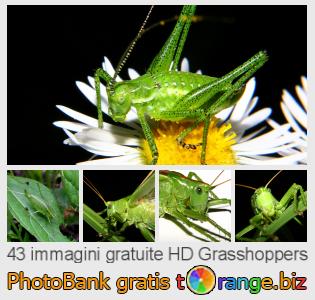 Banca Immagine di tOrange offre foto gratis nella sezione:  grasshoppers