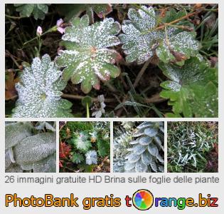 Banca Immagine di tOrange offre foto gratis nella sezione:  brina-sulle-foglie-delle-piante