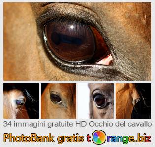Banca Immagine di tOrange offre foto gratis nella sezione:  occhio-del-cavallo