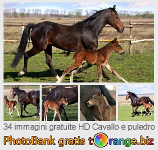 Banca Immagine di tOrange offre foto gratis nella sezione:  cavallo-e-puledro