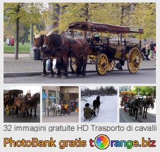 Banca Immagine di tOrange offre foto gratis nella sezione:  trasporto-di-cavalli