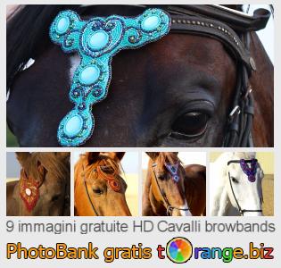 Banca Immagine di tOrange offre foto gratis nella sezione:  cavalli-browbands