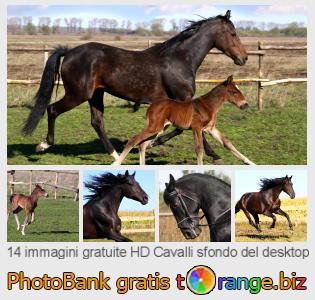 Banca Immagine di tOrange offre foto gratis nella sezione:  cavalli-sfondo-del-desktop