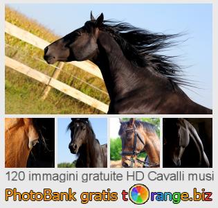 Banca Immagine di tOrange offre foto gratis nella sezione:  cavalli-musi