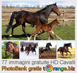Banca Immagine di tOrange offre foto gratis nella sezione:  cavalli