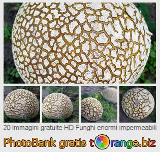 Banca Immagine di tOrange offre foto gratis nella sezione:  funghi-enormi-impermeabili