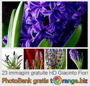 Banca Immagine di tOrange offre foto gratis nella sezione:  giacinto-fiori