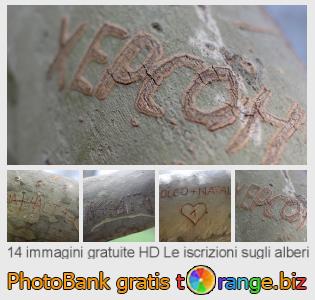 Banca Immagine di tOrange offre foto gratis nella sezione:  le-iscrizioni-sugli-alberi
