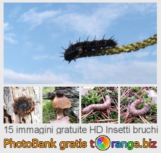 Banca Immagine di tOrange offre foto gratis nella sezione:  insetti-bruchi