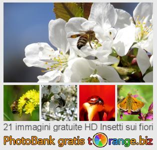 Banca Immagine di tOrange offre foto gratis nella sezione:  insetti-sui-fiori
